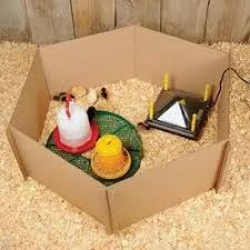 Chick Brooder